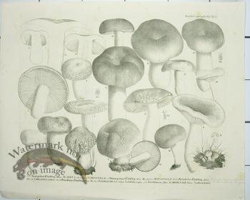 Mushroom Atlas 60